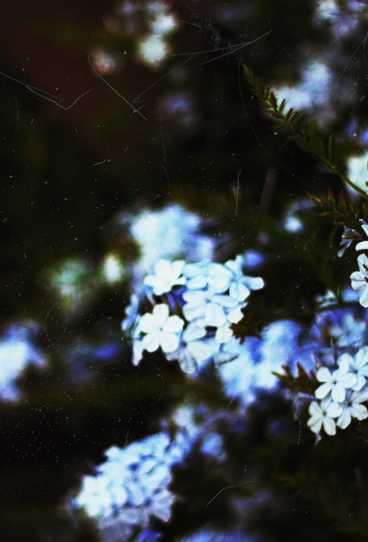 P a r a d i s e ❋
