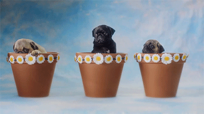 huffingtonpost:  By just watching this video of puppies, you’re donating money to charity. 