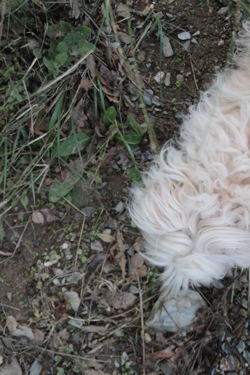 jupiterjuniper:tartefine:oui c’est un chien…wilderness floof