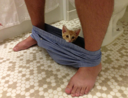 deducecanoe:  awesome-picz:  Cats That Don’t Care About Your Personal Space  Accurate portrayal of my life. 