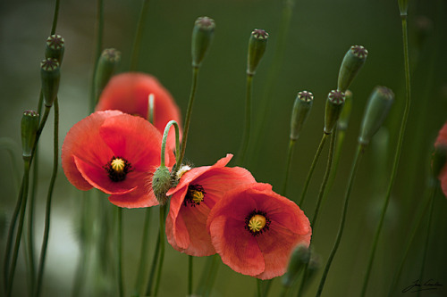 Poppy III by Jan Linskens on Flickr.