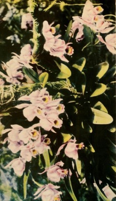 nemfrog:  “Orchids in Puerto Rico.” Puerto