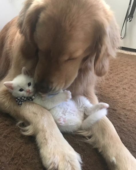 catsbeaversandducks: Mojito The Therapy Dog And Skywalker The Deaf Kitten Best friends!