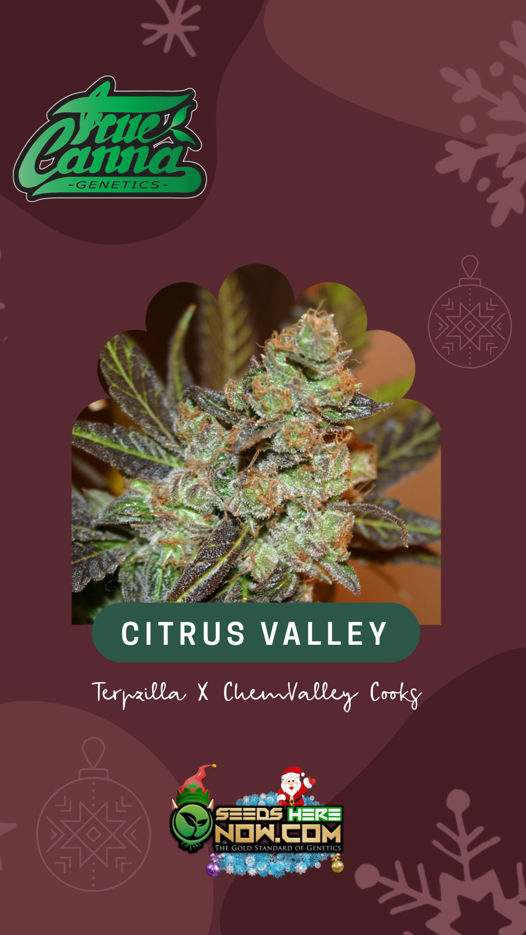 Seeds Here Now — -Citrus Valley- Terpzilla X ChemValley Cooks By...