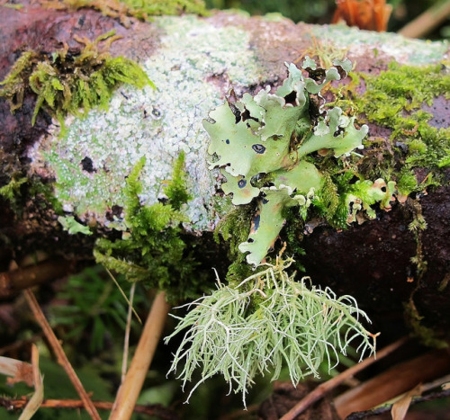 Lichens on a twig by JulieK1967 on Flickr.