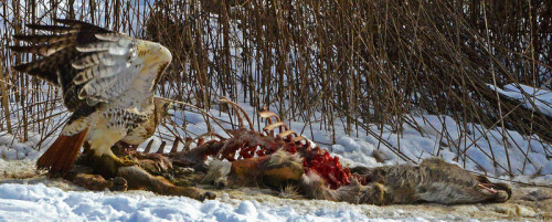 thingswithantlers:A redtailed hawk feeding on a deer carcass in Yellowstone [X]