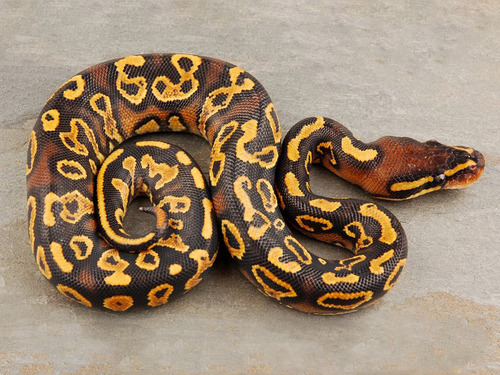 fuckyeahballpythons:heylookitssanta:heylookitsjon:Trick Yellow Belly || Dan Wolfe HerpetocultureI&rs