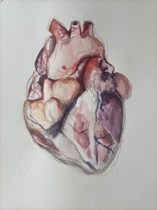 Anatomical Heartreference!