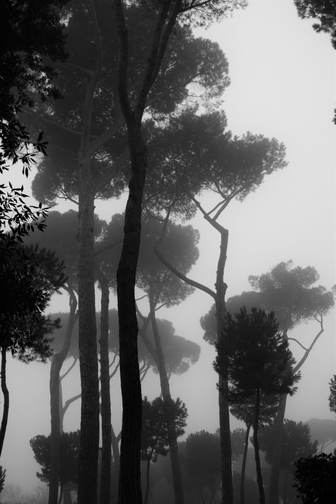 imickeyd:  kuplenko2:  Kuplenko2 Borghese Gardens Rome-2016 ©Kuplenko  