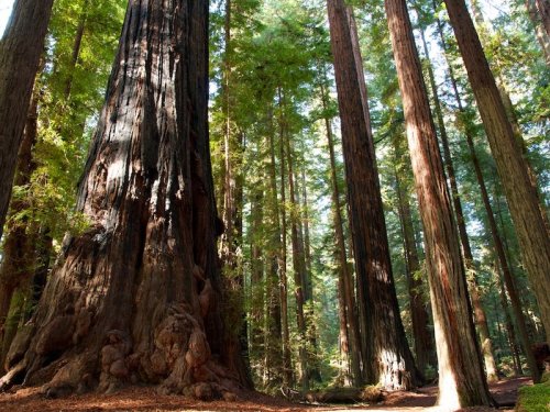 nybg:  Big trees absorb more carbon than many little trees, and they are fast disappearing. It’s tim