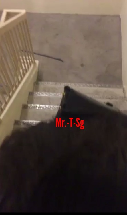 mr-t-sg - Staircase video for trade,do pm for trade and no...