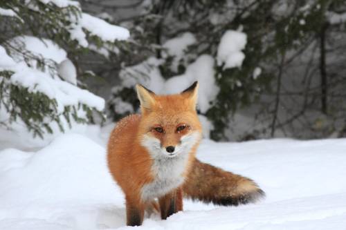 Sly as a Fox Photo byChris MacDonald