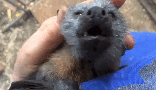 Baby fox bat