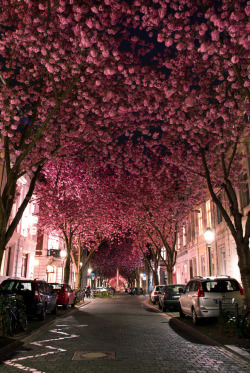 ladylandscape:  (via 500px / Cherry Blossom Avenue by Marcel Bednarz) 