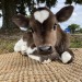 xeptum:love