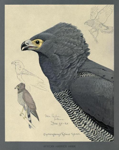 African Harrier Hawk (Polyboroides typus)The African harrier hawk is one of only two birds of prey t