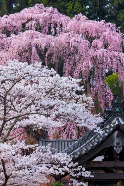 janetmillslove:Sakura of Fukuju moment love