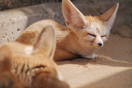 foxpost-generator:loaf of contentment