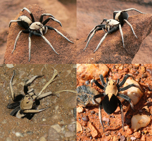 typhlonectes: Bicolor Wolf Spider aka Desert Wolf Spider, Australia