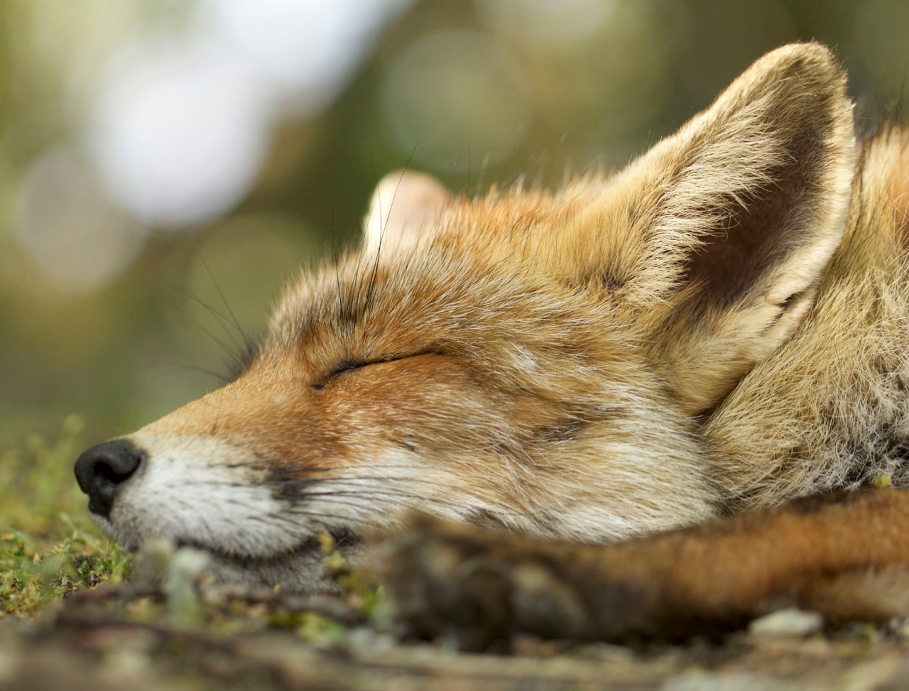 beautiful-wildlife:  Dreams by Laurens De Haas