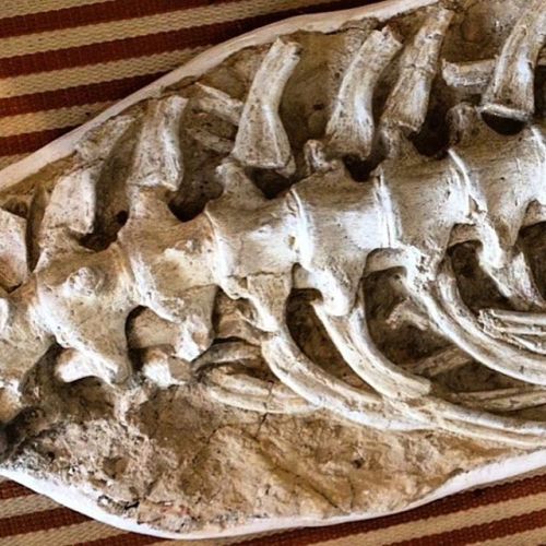 Huge vertebrae of a sea monster, discovered this amazingly partial backbone in North Africa. Genus: 