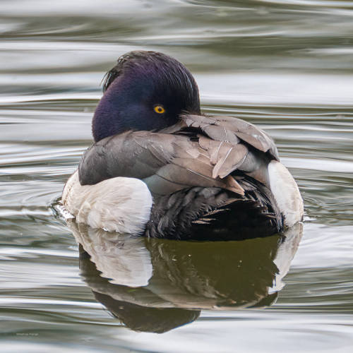 besidethepath: I wish a relaxing Sunday with these Tufted ducks (16.3. & 21.4.22)