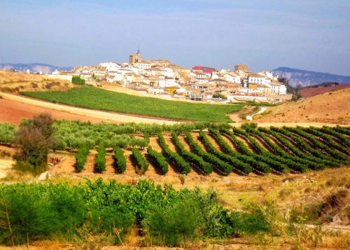 Paisaje en Navarra, 2011.My notes for this are incomplete, but I think the town is Uterga. A vineyar