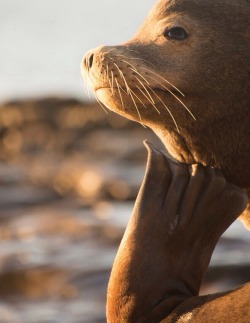 this-is-wild:  Sea Lion at La Jolla(Daniel