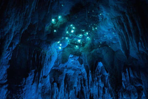 landscape-photo-graphy:  Glow in the Dark Cave Photographer Joseph Michael’s project titled Luminosity reveals the beauty of a species of glow-worm endemic to New Zealand’s North Island. Captured with a Nikon D810 and a long-exposure method, Michael