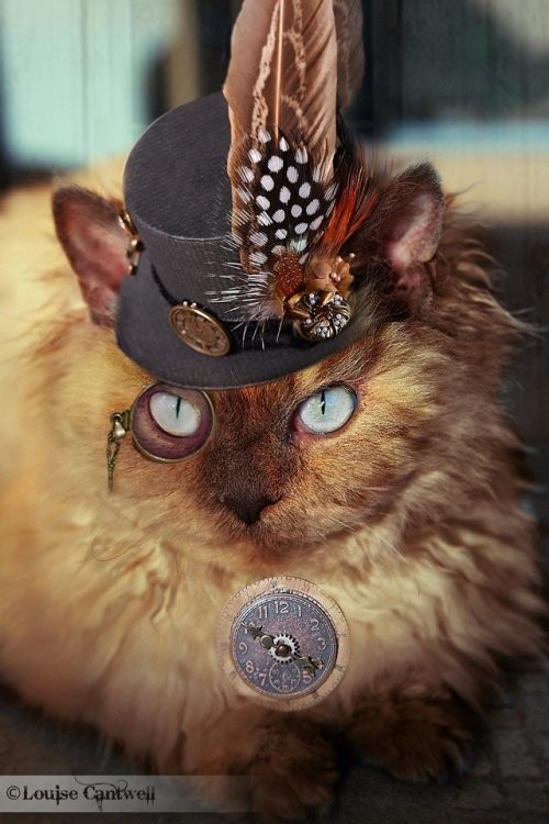 steampunktendencies:  Steampunk Cats by Louise Cantwell  