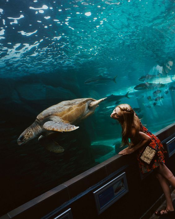 aww-so-pretty:Turtles are life