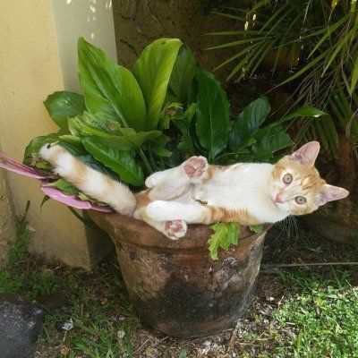 babyanimalgifs:  Tumblr needs more cats sitting in plant pots.