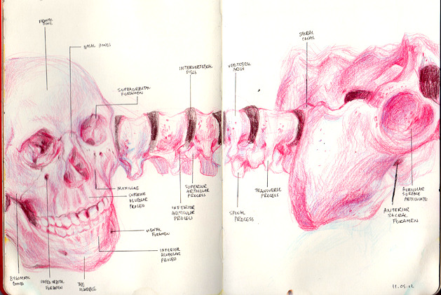 mallius:  some of my sketchbook notes/drawings from my physio/anatomy lectures!!