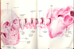 Mallius:  Some Of My Sketchbook Notes/Drawings From My Physio/Anatomy Lectures!!