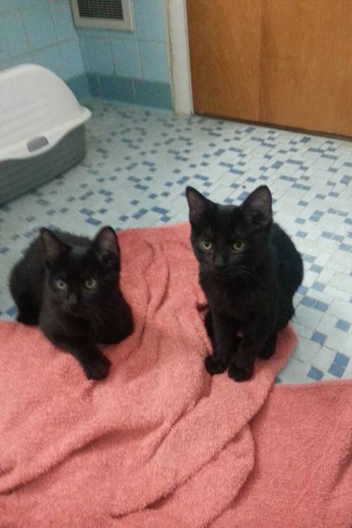ombraangelica: stfusterling: IF ANYONE IS IN THE LOUISVILLE AREA I NEED YOUR HELP! These 2 kittens h