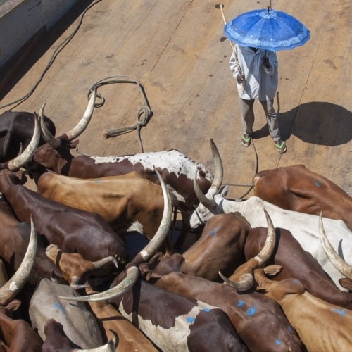 Crossing Lake Victoria, Heading Back To Mwanza From The Island Of Ukerewe. Ankole-Watusi Cattle (longhorns
