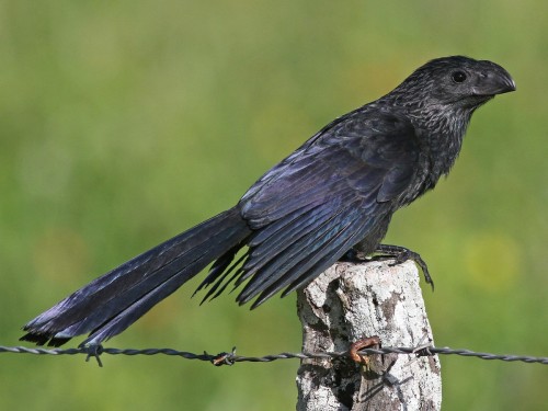 crowcryptid:parakeet: just found out about this cute little birdy and i am in love 