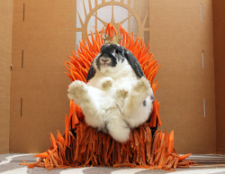 tastefullyoffensive:  “At long last, rabbit takes his carrot throne.  And he attempted to rule wisely and justly for all of five seconds.  Then his insatiable hunger destroyed his sanity.” [video] (photo by wallacemk)