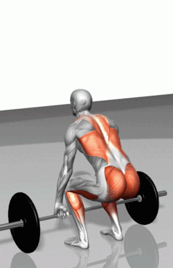   the dead-lift is a compound exercise 