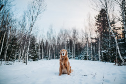 handsomedogs:  Mag Hood | Winter Trails