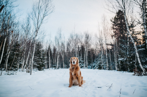 Porn photo handsomedogs:  Mag Hood | Winter Trails