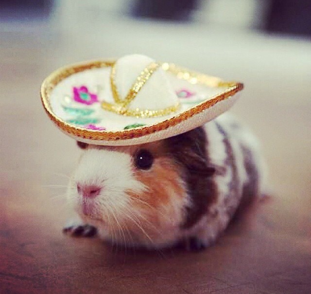 mexandthecity:  M&amp;TC: Hamster Mariachi - killing it 
