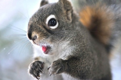 Baby Animal Posts