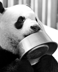 pandasphotos:   x 