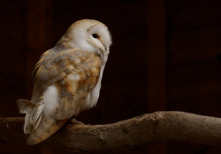 owlsday:  Barn Owl