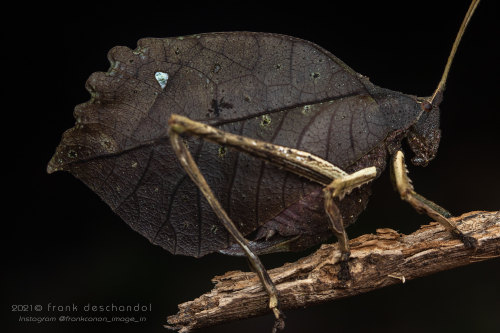 onenicebugperday:Dead leaf katydid, Mimetica cf. crenulata, TettigoniidaePhotographed in Costa Rica 