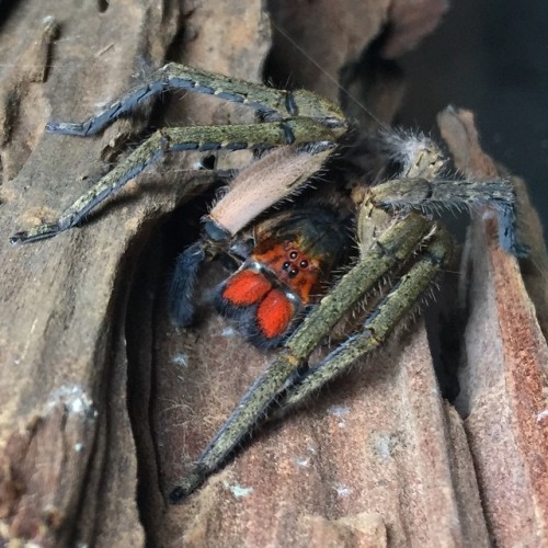 Red fanged wandering spider family (Ctenus sp.) Credit: Unknown