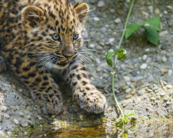 earthlynation:  Leopard cub at the river (by Tambako the Jaguar)