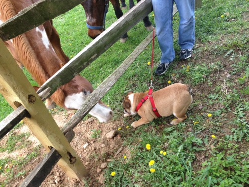 Heshie met horses!