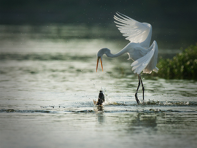 jaws-and-claws:  Oh no… by Iwan Tirtha on Flickr.